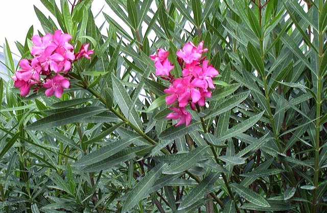 گلی که آن را دیوانه می‌نامند