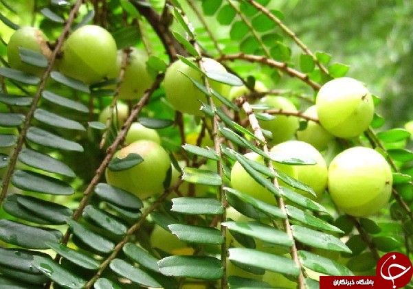 یک خوشه  انگورهندی و این همه خواص درمانی 