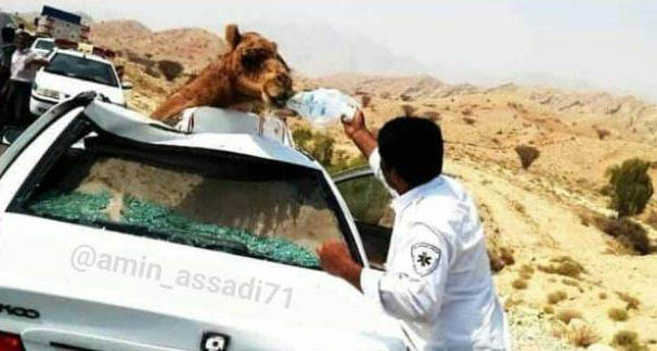 حرکت زیبای پرسنل اورژانس در کمک به یک شتر + عکس