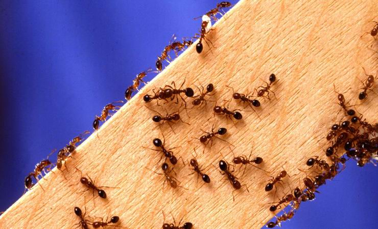  راه هایی برای از بین بردن مورچه‌ها در خانه 