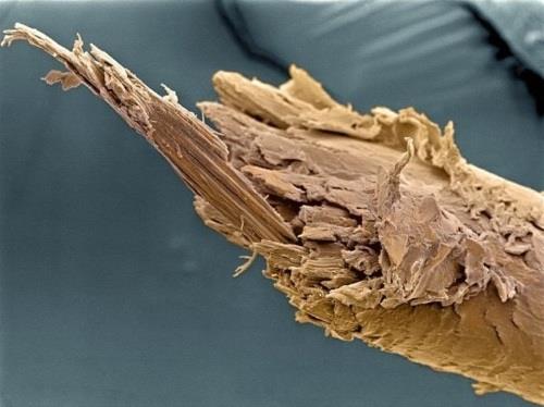 اعضای بدن از زیر میکروسکوپ چه شکلی هستند؟+عکس