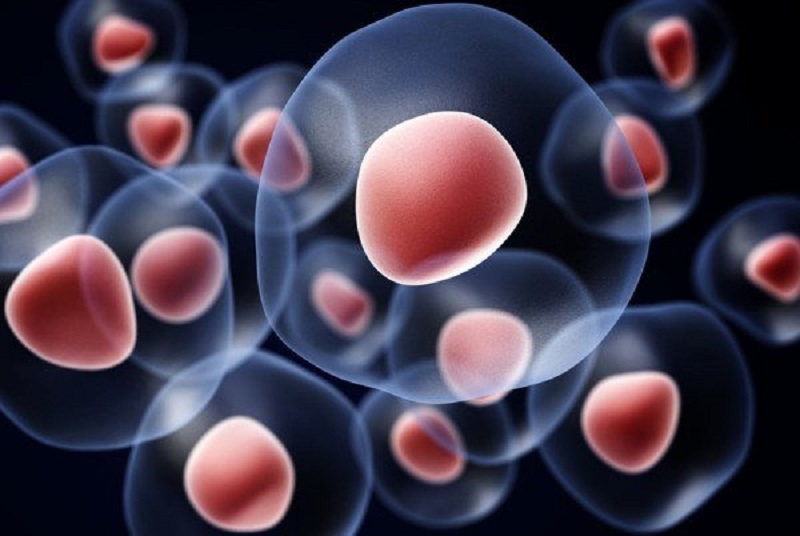 تولید سلول های تخمک انسان با استفاده از سلول های خون