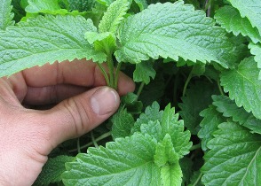 راز طب سنتی برای داشتن پوستی جوان و شفاف چون آینه