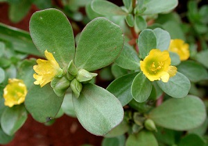 گیاهی همه‌فن حریف درطب سنتی