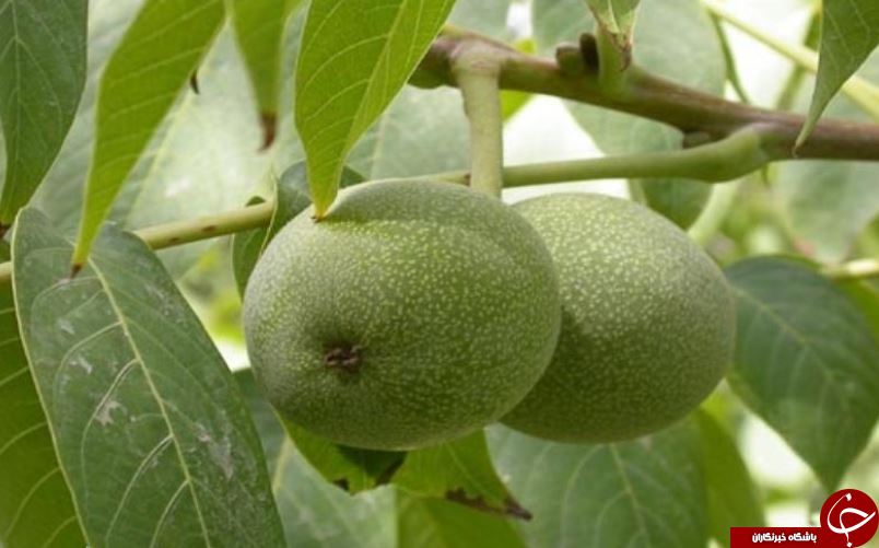 دانستنی‌های جالب درباره برگ گردو و خواص آن