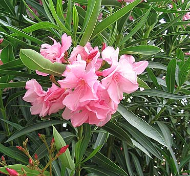  گلی که باعث سکته قلبی می‌شود +عکس