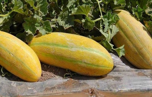 پوشال‌های بین تخم خربزه؛بهترین سنگ شکن کلیه 