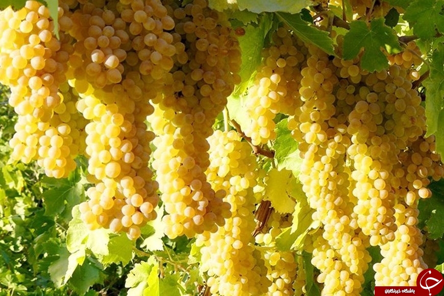 با این رژیم دوباره جوان شوید