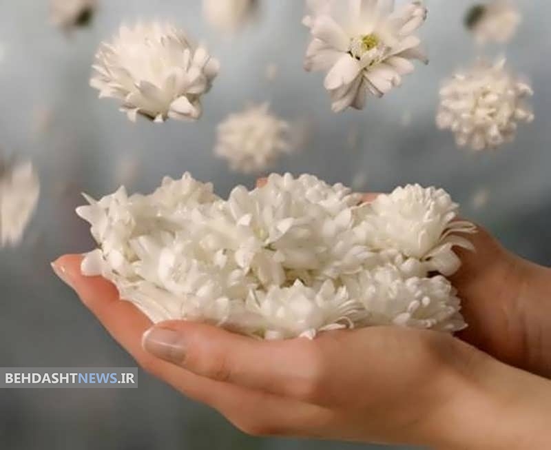  برای کاهش استرس «گل سرخ و یاس» استشمام کنید 