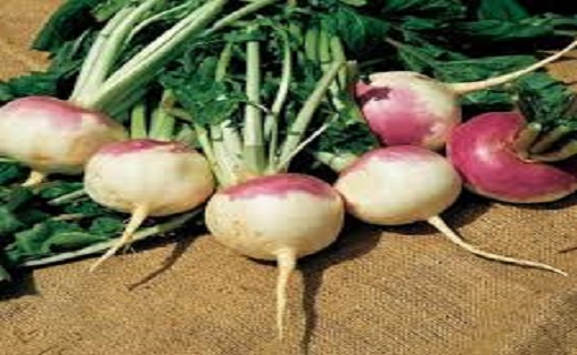 مهمترین گیاه ضد سرطان را بشناسید