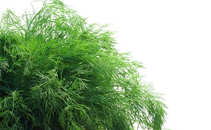 با خواص معجزه‌آسای این  سبزی آشنا شوید