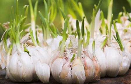 با سیر جوانه زده از سرطان پیشگیری کنید