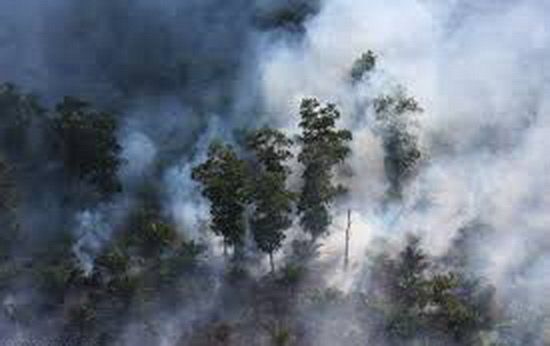 جنگل‌زدایی عامل تولید سالانه 8 درصد از CO2 جهان