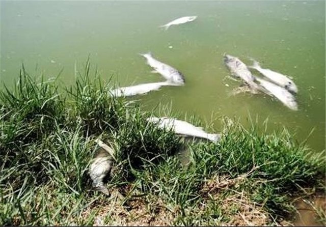 مرگ 6000 ماهی دریاچه سد ارس با مکش توربین