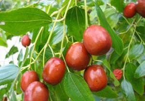 میوه ای معجزه آسا برای درمان سنگ کیسه صفرا