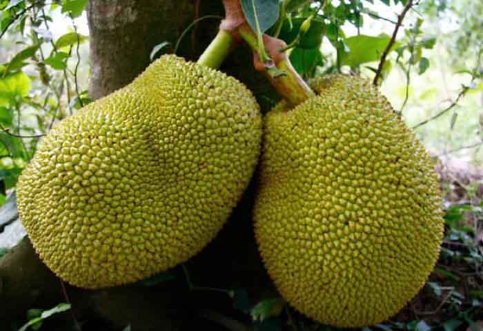  میوه ای که طعم گوشت دارد +عکس