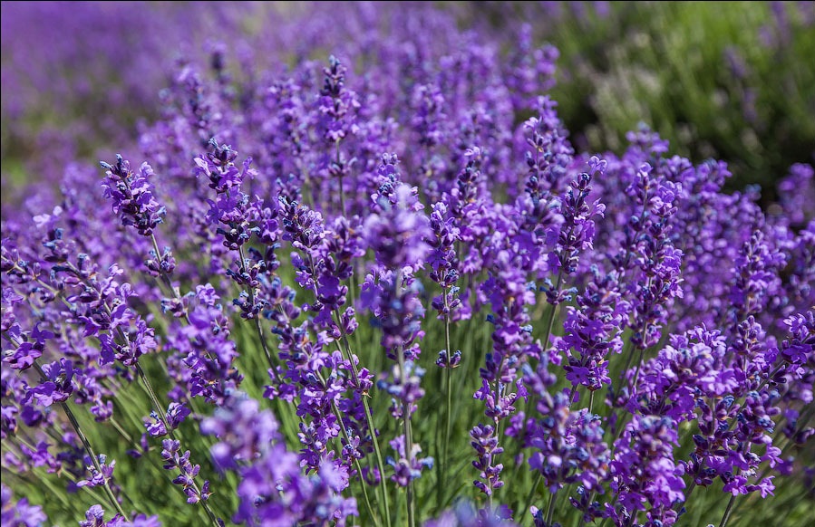 نسخه ای موثربرای کاهش التهابات روحی و روانی