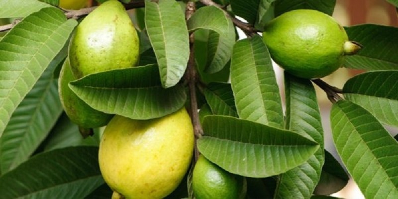  گیاهی که ریزش مو را متوقف می کند
