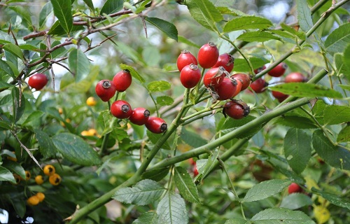 خواص گیاهی سرشار از ویتامین c