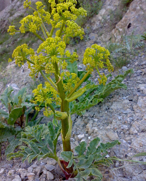 گیاه دارویی آنغوزه با خواص فراوان