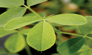 گیاهی که سلطان گیاهان دارویی نام دارد