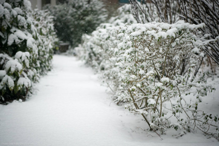 مجموعه تصاویری که زیبایی های بارش برف در آمستردام هلند را نشان می دهند