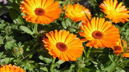 8 درمان خانگی برای بیماری های جزئی با گیاهان دارویی 
