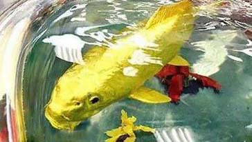 ماهی شگفت‌انگیز با بدنی از جنس طلای ۲۴ عیار + عکس