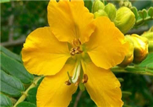 برای لاغر شدن سنا مصرف نکنید
