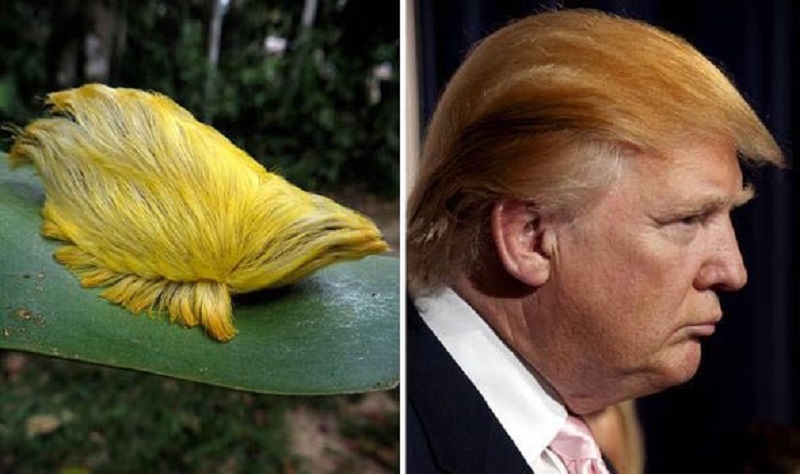  شباهت جالب و عجیب این کرم به موهای ترامپ +عکس