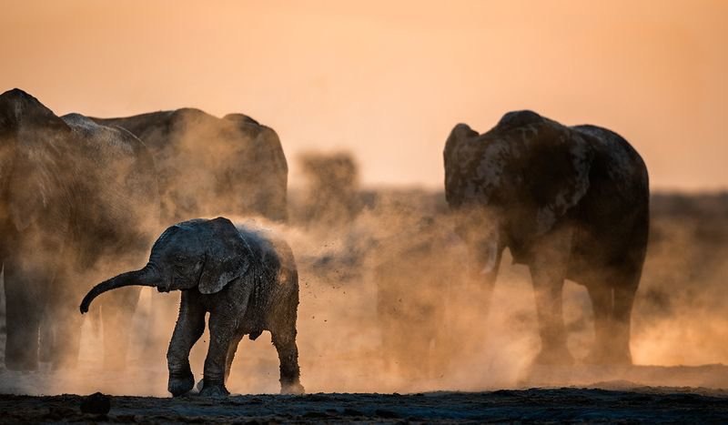دوش گرفتن فیل ها با گرد و خاک! + عکس