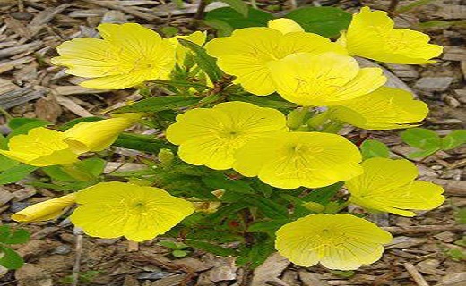 رهایی از عوارض یائسگی با دمنوش‌های خانگی
