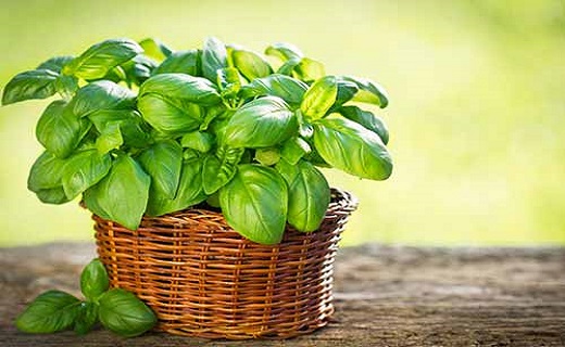 موثر‌ترین پادزهر‌های گیاهی برای رفع مسمومیت