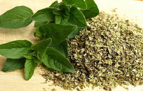 خواص گیاه ارگانو