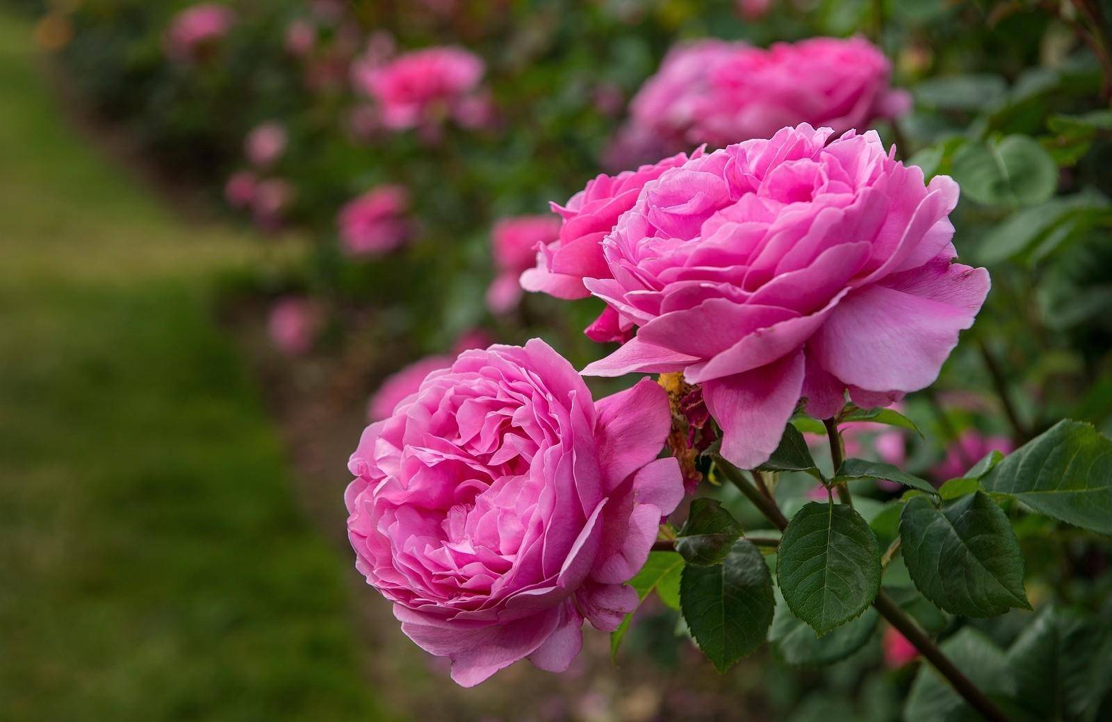 شادابی و رفع افسردگی با چای  گل محمدی