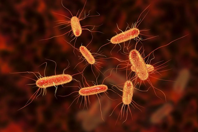  آنتی‌بیوتیک طبیعی برای مقابله با باکتری‌های مقاوم