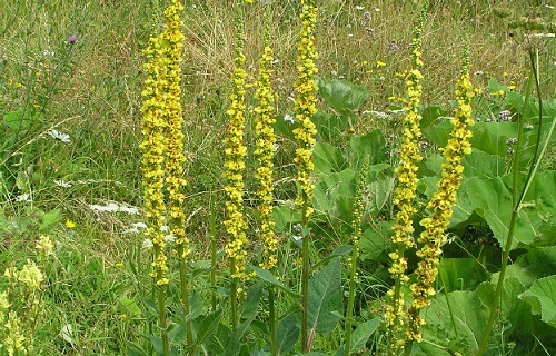 خواص گیاه غافث در طب سنتی