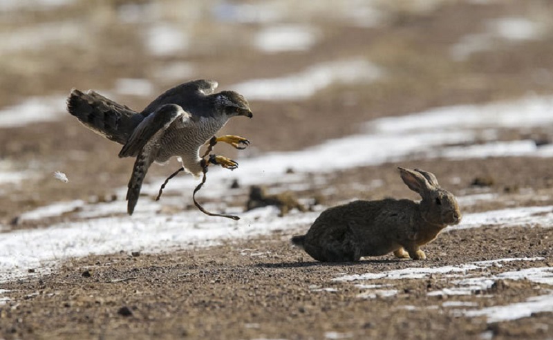  لحظه شکار خرگوش توسط شاهین +عکس