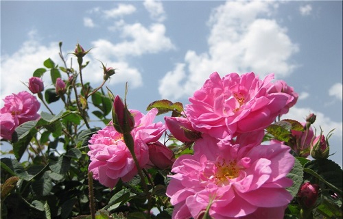 خواص درمانی گل محمدی