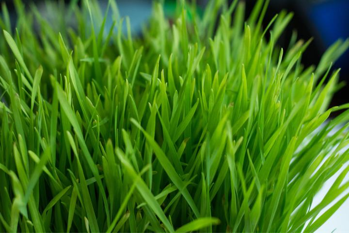 آموزش تصویری کاشت سبزه  سفره هفت سین