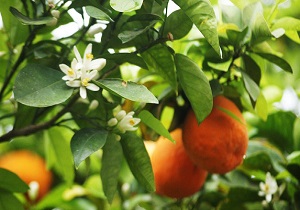 تاثیر آب نارنج بر فشار خون