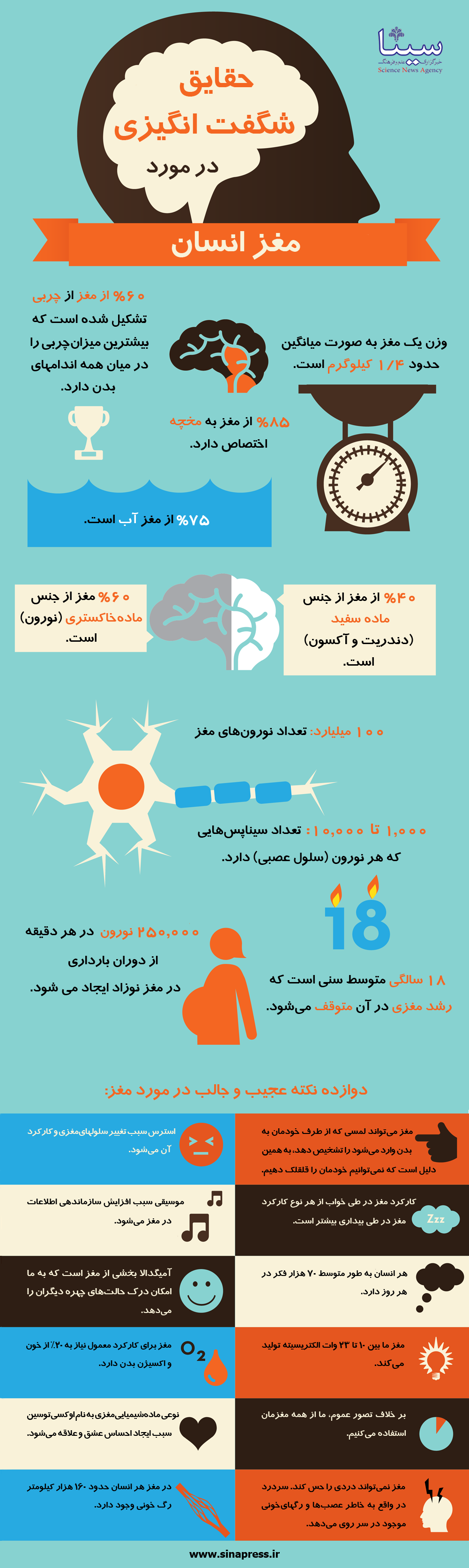 اینفوگرافیک/ حقایقی شگفت‌انگیز درباره مغز انسان
