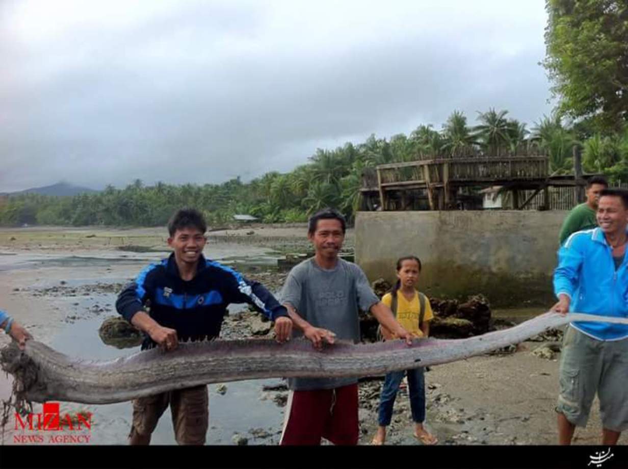 پیدا شدن ماهی عجیب در سواحل فلیپین +عکس