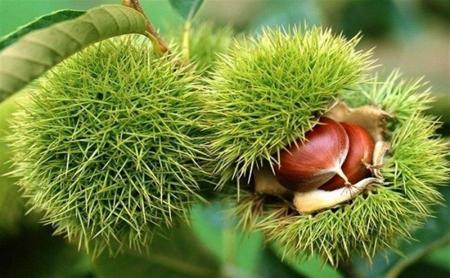 ۸ مزیت بی نظیر فندق
