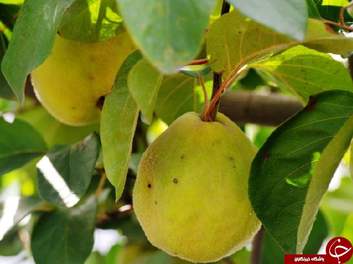 رفع گرفتگی‌ رگ‌ها و عروق قلب با این چای