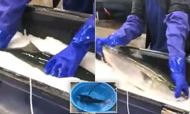 زنده شدن ماهی یخ زده در آب گرم! + عکس