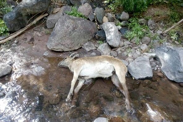 بساط طاعون از البرز جمع شد