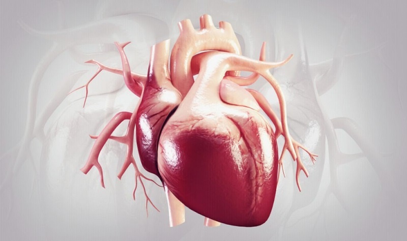 بایدها و نبایدهای موثر بر سلامت قلب از نظر طب سنتی 