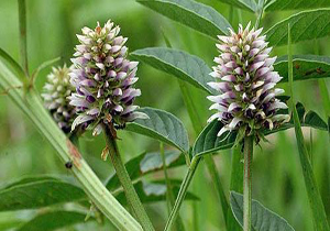 سیگاری ها هرگز از این گیاه دارویی استفاده نکنند
