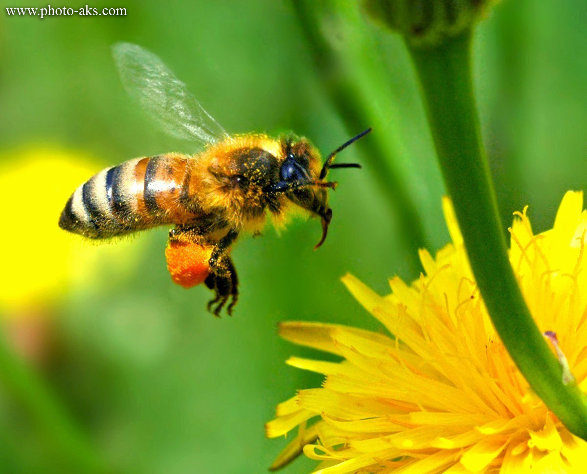  تشخیص 200 نمونه بیماری زنبور عسل 